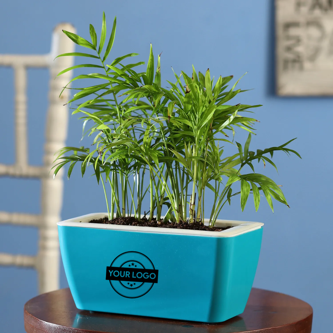 Chamaedorea Plant Duo In UV Pot