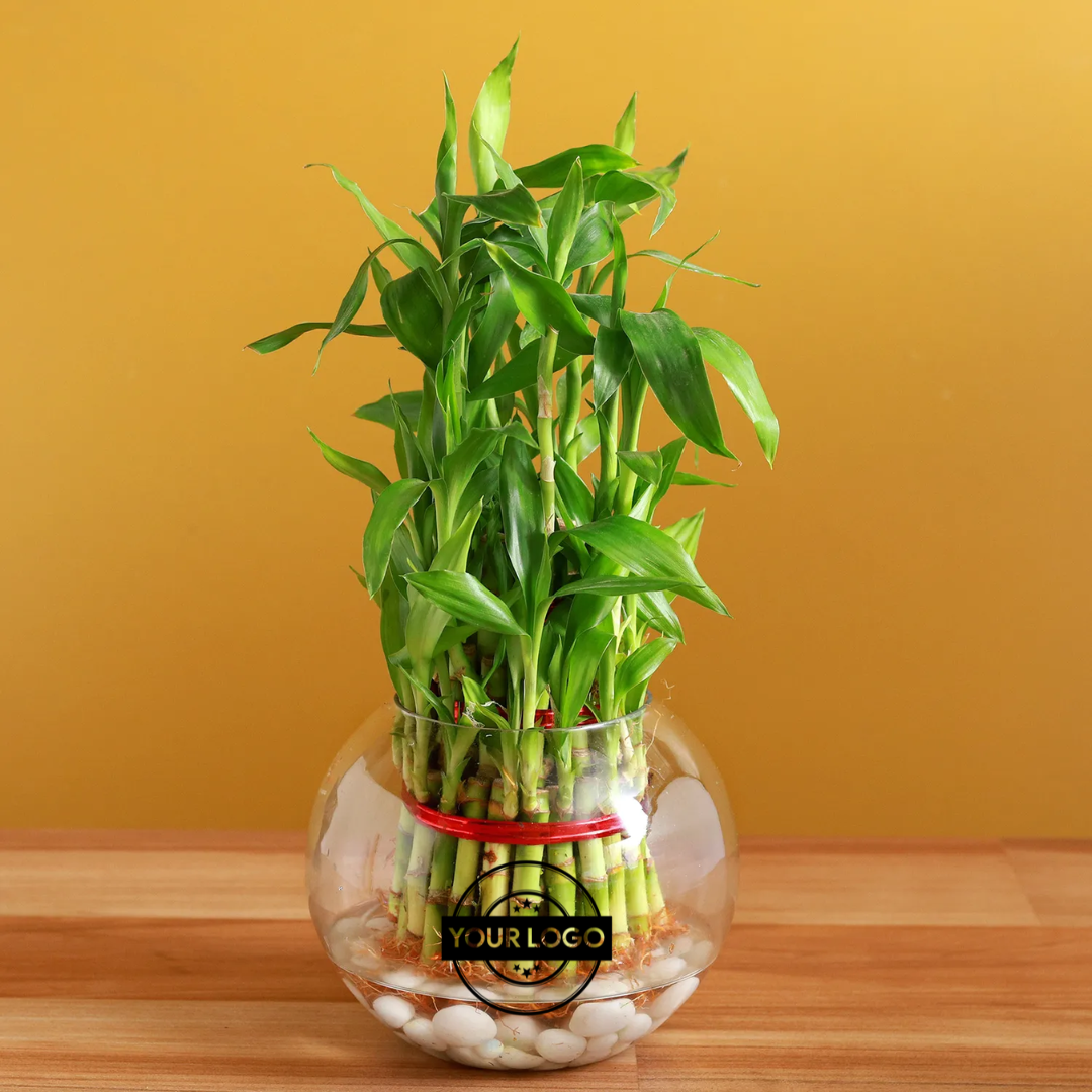 Three Layer Bamboo In Round Glass Vase