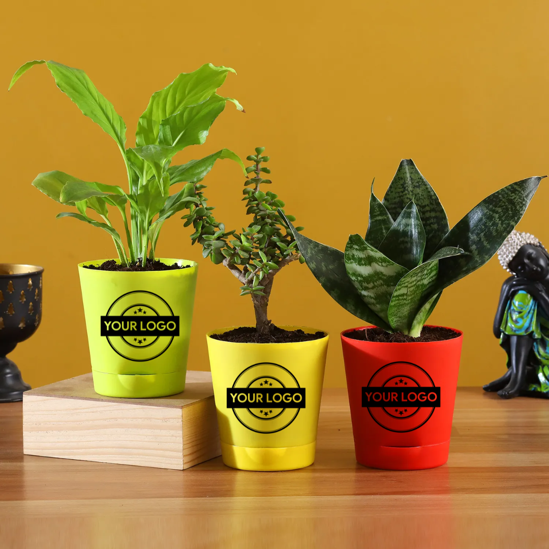 3 Plants Set with Beautiful Self Watering Pots