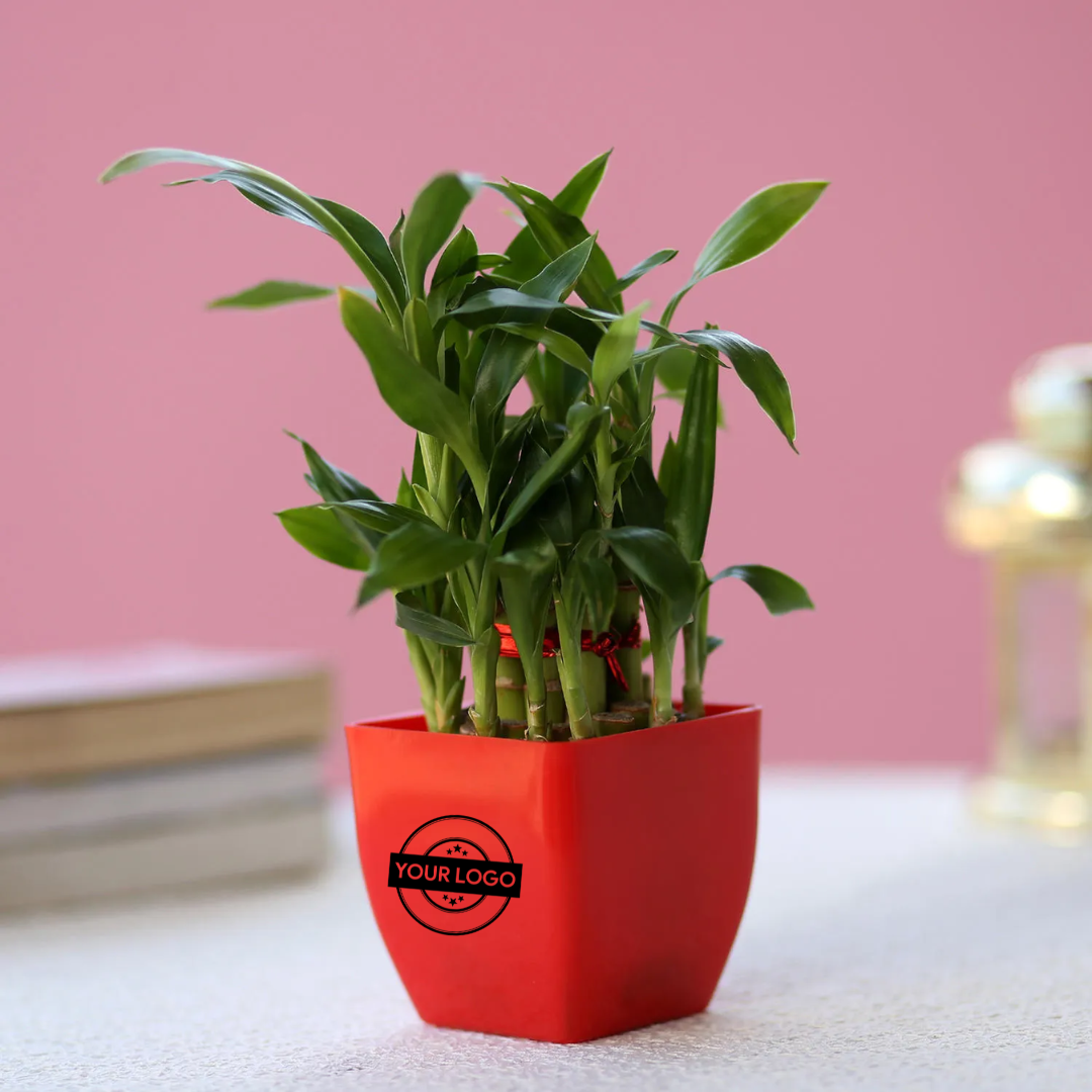 2 Layer Bamboo In Red Pot