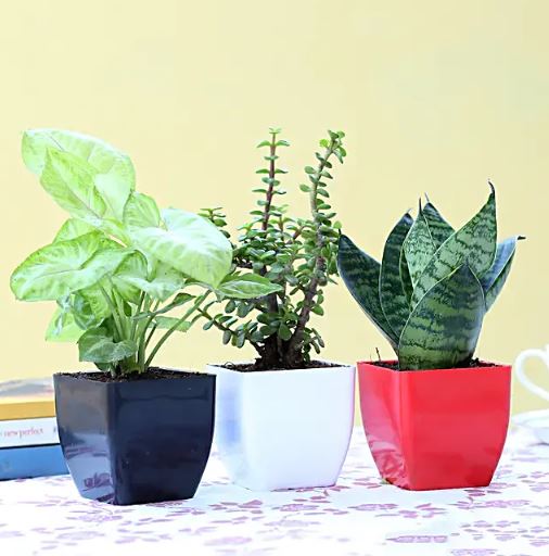 Set Of 3 Green Foliage Plants
