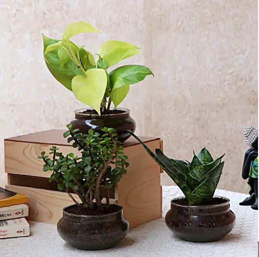 Set of Three Beautiful Plants In Potpourri Bowls